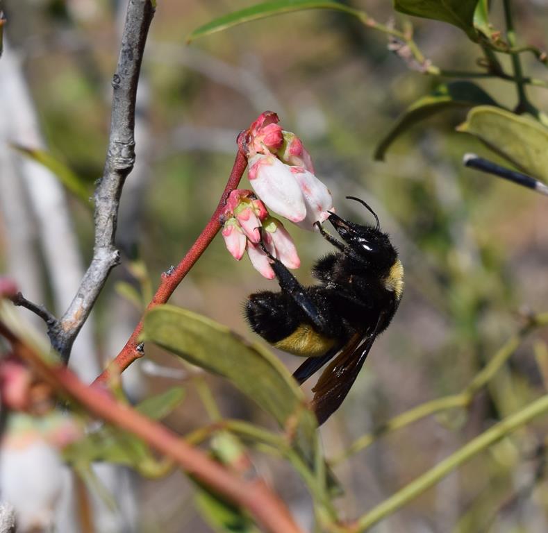 Bumble Bees
