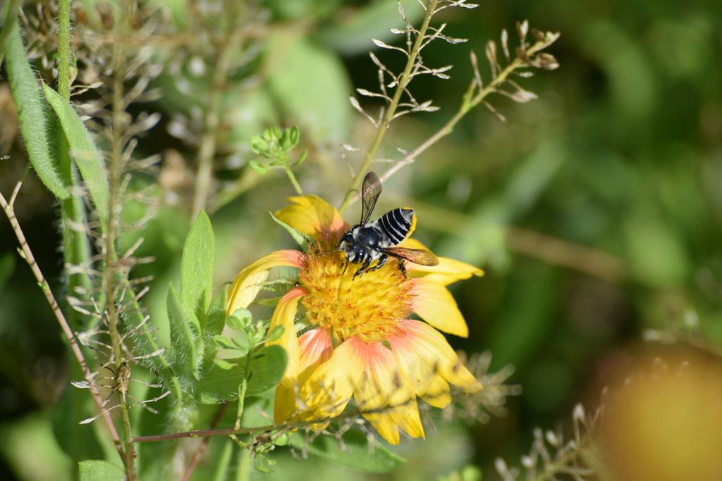 Leafcutter Bees