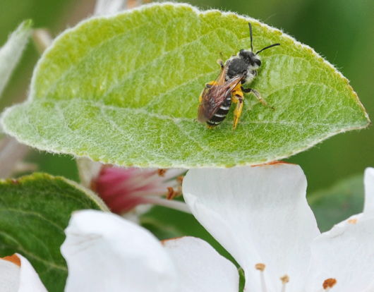Mining Bees