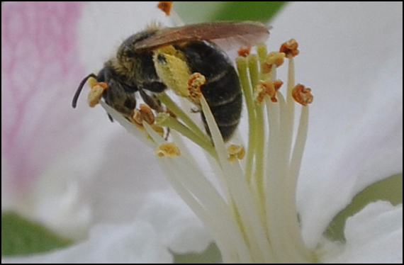 Plasterer Bees