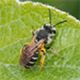 Mining Bees 