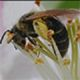 Plasterer Bees 