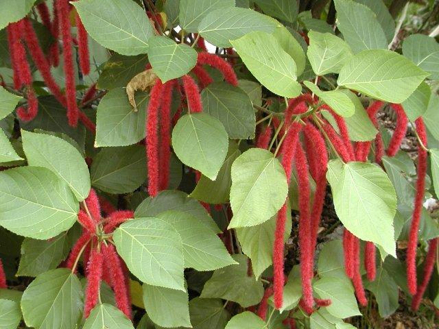Chenille Plant